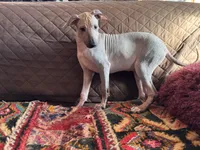 processed/89c19b57-d1fd-4274-888c-2f8b8da42dc8/listing/24f7e415-792f-40b0-8943-d6cbbbc5794a/ada6a314-3967-42fa-86ad-cbddd0d51b09