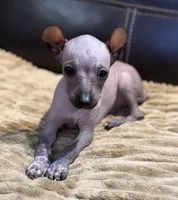 Romper, a male Xoloitzcuintli for sale in Wedowee, AL – 3 of 6