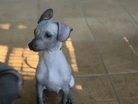 Crazy Ears, a male Xoloitzcuintli for sale in Carrollton, GA – 4 of 10