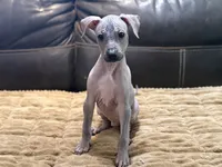 Standard Boy 2, a male Xoloitzcuintli for sale in Wedowee, AL – 1 of 8