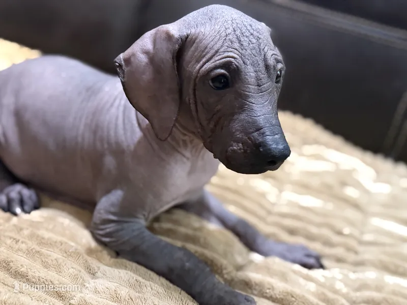 Standard Boy 1 – Xoloitzcuintli puppy for sale in Wedowee, AL