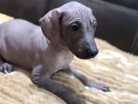 Standard Boy 1, a male Xoloitzcuintli for sale in Wedowee, AL – 1 of 8