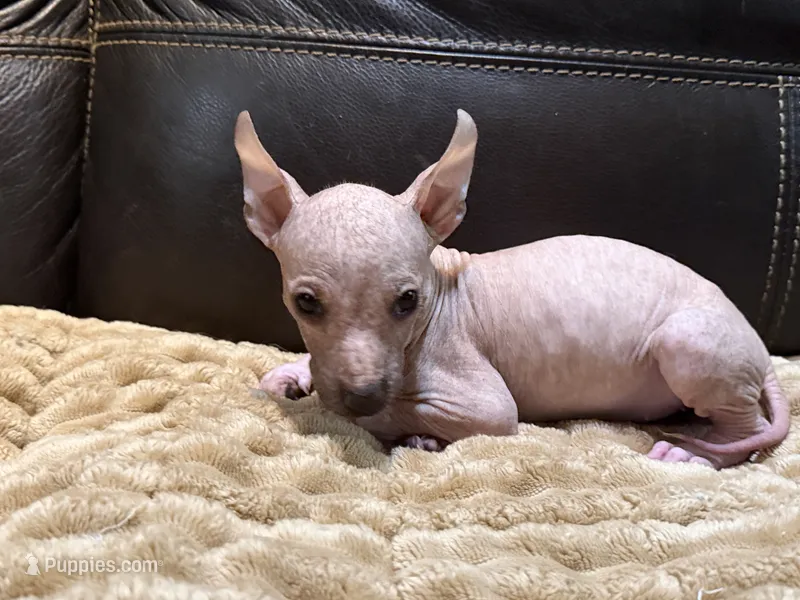 Standard Girl – Xoloitzcuintli puppy for sale in Wedowee, AL