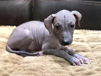 Standard Boy 4, a male Xoloitzcuintli for sale in Wedowee, AL – 3 of 6