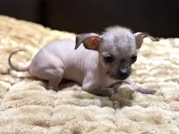 Pixie, a male Chihuahua and Shih Tzu for sale in Wedowee, AL – 6 of 7