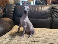 Radar, a male Xoloitzcuintli for sale in Wedowee, AL – 3 of 9