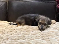 Rosco, a male Chihuahua and Shih Tzu for sale in Wedowee, AL – 4 of 5