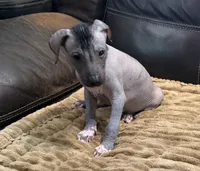 Standard Boy 3, a male Xoloitzcuintli for sale in Wedowee, AL – 3 of 5