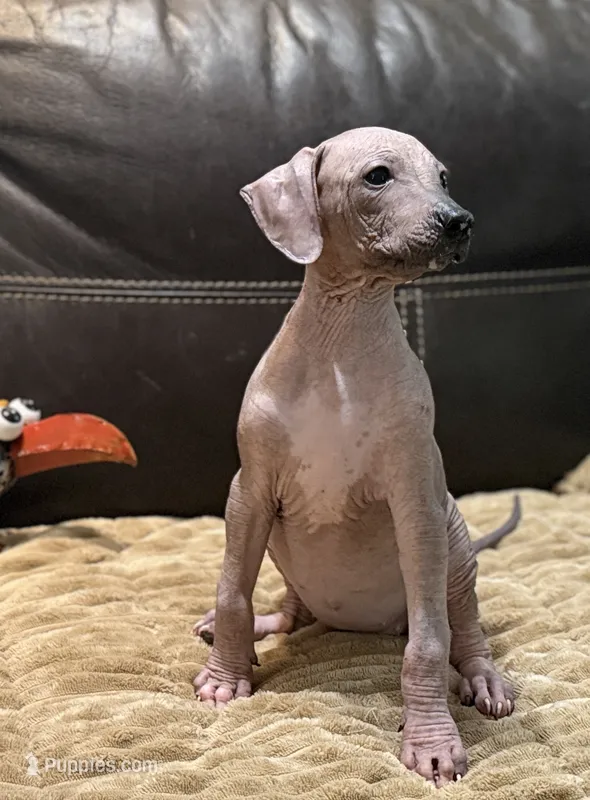 Candace – Xoloitzcuintli puppy for sale in Wedowee, AL