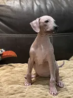 Candace, a female Xoloitzcuintli for sale in Wedowee, AL – 1 of 8