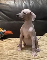 Candace, a female Xoloitzcuintli for sale in Wedowee, AL – 6 of 8