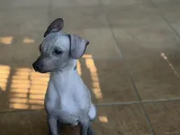 Crazy Ears, a male Xoloitzcuintli for sale in Carrollton, GA – 5 of 10