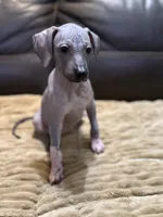Clarice, a female Xoloitzcuintli for sale in Wedowee, AL – 2 of 6