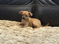 Eric the Red, a male Xoloitzcuintli and Chihuahua for sale in Wedowee, AL – 2 of 3