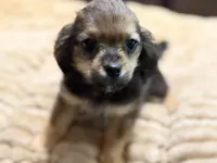Rosco, a male Chihuahua and Shih Tzu for sale in Wedowee, AL – 1 of 5