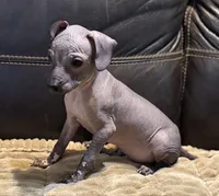 Rufus, a male Xoloitzcuintli for sale in Wedowee, AL – 6 of 9