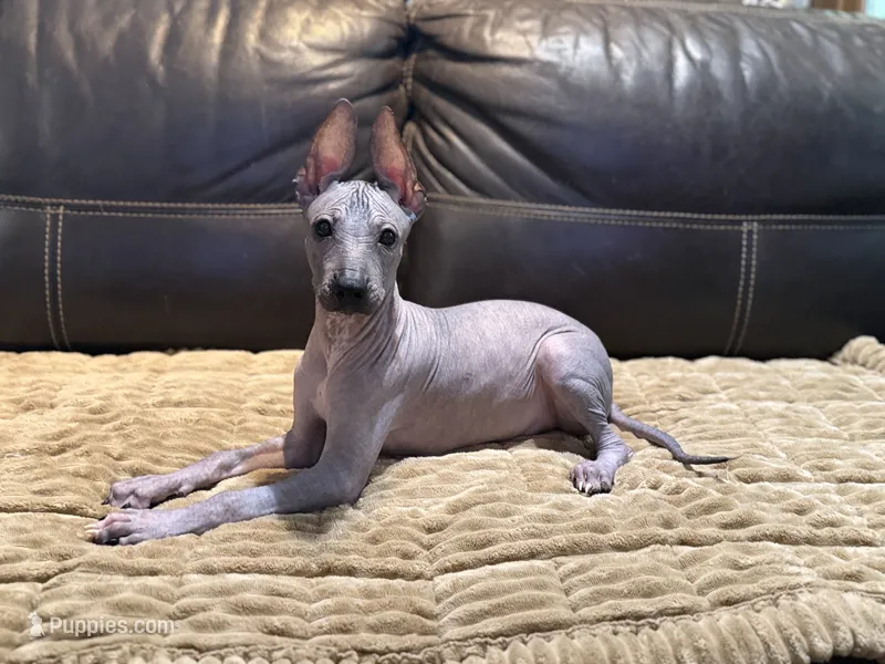 Radar – Xoloitzcuintli puppy for sale in Wedowee, AL