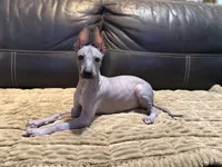 Radar, a male Xoloitzcuintli for sale in Wedowee, AL – 1 of 9
