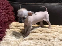Pixie, a male Chihuahua and Shih Tzu for sale in Wedowee, AL – 7 of 7