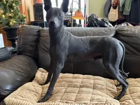 Dashing, a male Xoloitzcuintli for sale in Wedowee, AL – 5 of 5