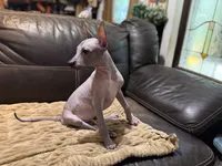 Radar, a male Xoloitzcuintli for sale in Wedowee, AL – 6 of 9