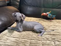 Clarice, a female Xoloitzcuintli for sale in Wedowee, AL – 5 of 6