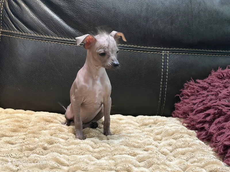 Bonita – Xoloitzcuintli, Chihuahua puppy for sale in Wedowee, AL