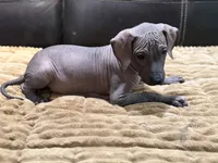Standard Boy 1, a male Xoloitzcuintli for sale in Wedowee, AL – 5 of 8