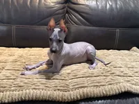 Radar, a male Xoloitzcuintli for sale in Wedowee, AL – 2 of 9