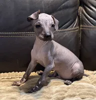 Rufus, a male Xoloitzcuintli for sale in Wedowee, AL – 8 of 9