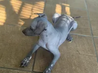 Crazy Ears, a male Xoloitzcuintli for sale in Carrollton, GA – 2 of 10