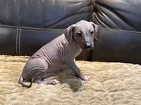 Dashing, a male Xoloitzcuintli for sale in Wedowee, AL – 3 of 5