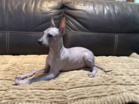 Radar, a male Xoloitzcuintli for sale in Wedowee, AL – 5 of 9