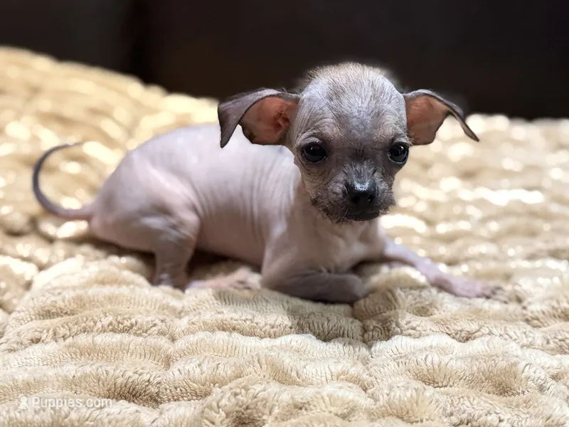 Pixie – Chihuahua, Shih Tzu puppy for sale in Wedowee, AL