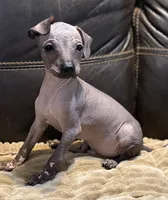 Rufus, a male Xoloitzcuintli for sale in Wedowee, AL – 5 of 9
