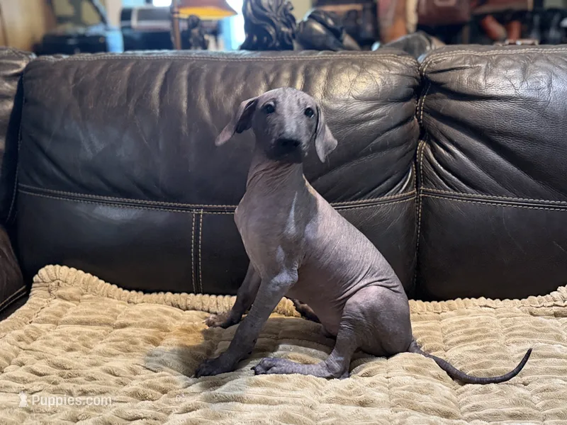 Don Juan  – Xoloitzcuintli puppy for sale in Wedowee, AL