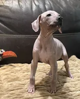 Candace, a female Xoloitzcuintli for sale in Wedowee, AL – 5 of 8