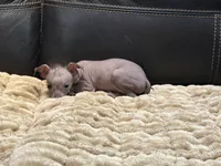 Bonita, a female Xoloitzcuintli and Chihuahua for sale in Wedowee, AL – 2 of 5