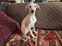 processed/89c19b57-d1fd-4274-888c-2f8b8da42dc8/listing/7abdd5c8-12c9-44aa-aa1f-377f0129421b/8ebf00cf-4dc8-4192-b0d5-81bc79be38d0