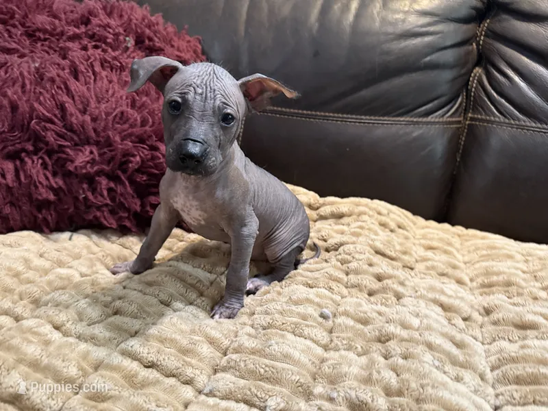 Standard Boy 1 – Xoloitzcuintli puppy for sale in Wedowee, AL