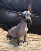 Rhubarb, a male Xoloitzcuintli for sale in Wedowee, AL – 2 of 7