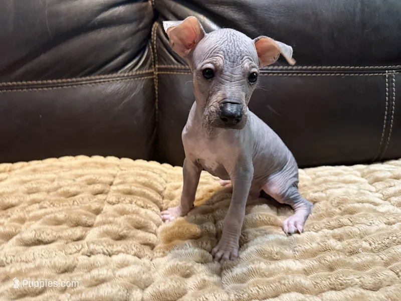 Standard Boy 2 – Xoloitzcuintli puppy for sale in Wedowee, AL
