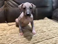 Dashing, a male Xoloitzcuintli for sale in Wedowee, AL – 4 of 5