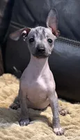 Rhubarb, a male Xoloitzcuintli for sale in Wedowee, AL – 1 of 7