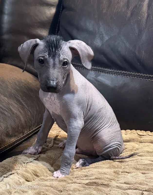 Standard Boy 3 – Xoloitzcuintli puppy for sale in Wedowee, AL
