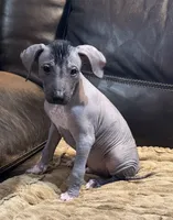 Standard Boy 3, a male Xoloitzcuintli for sale in Wedowee, AL – 1 of 5