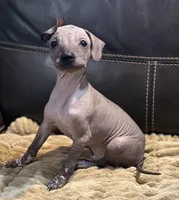 Rufus, a male Xoloitzcuintli for sale in Wedowee, AL – 7 of 9