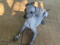 Crazy Ears, a male Xoloitzcuintli for sale in Carrollton, GA – 1 of 10