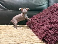 Bonita, a female Xoloitzcuintli and Chihuahua for sale in Wedowee, AL – 5 of 5