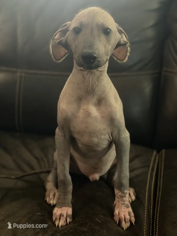 Baltezar – Xoloitzcuintli puppy for sale in Carrollton, GA